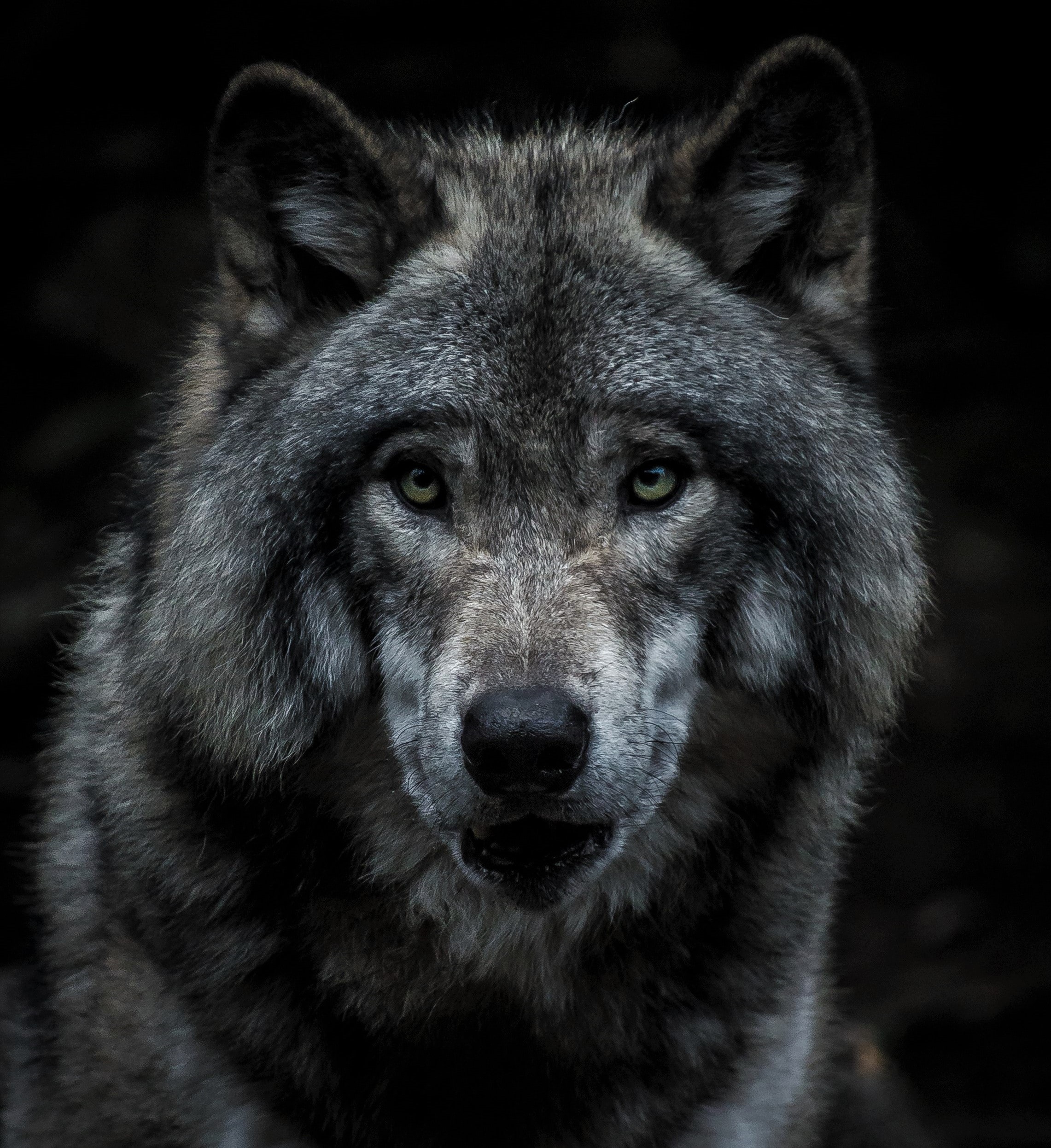 Close up of a wolf staring into the camera.