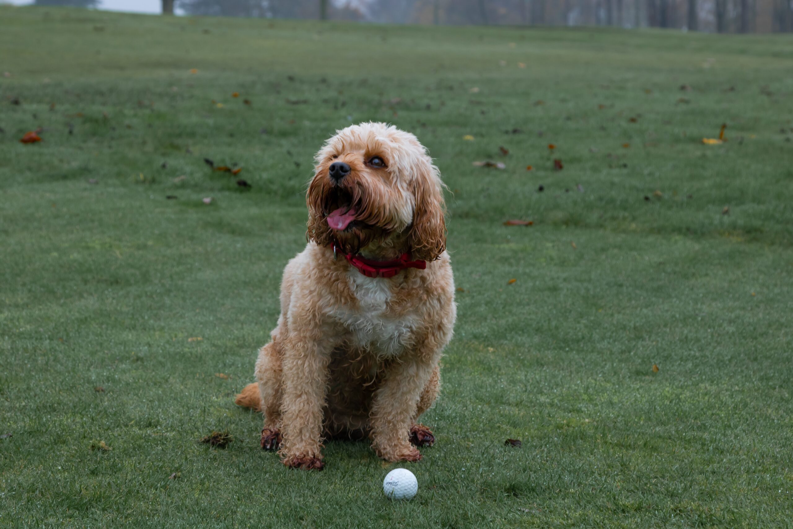 The Golf Dog: A Tribute to Canines On the Links